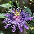 Purple Passion Flower Plant Seeds 10 Seeds H663759