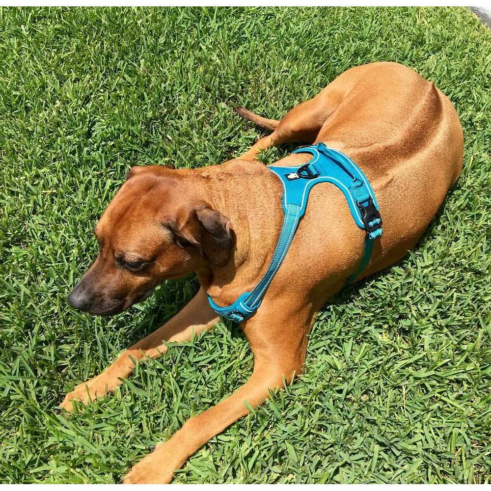 Reflective Dog Harness and Leash F74204