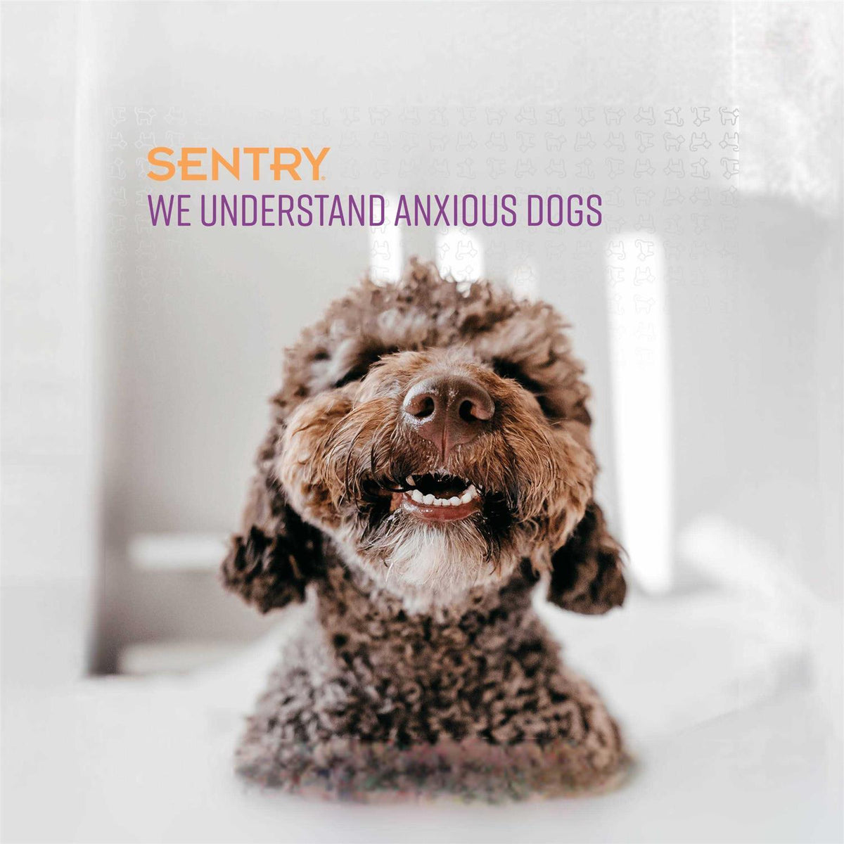 Behavior Correction Spray for Dogs B63216