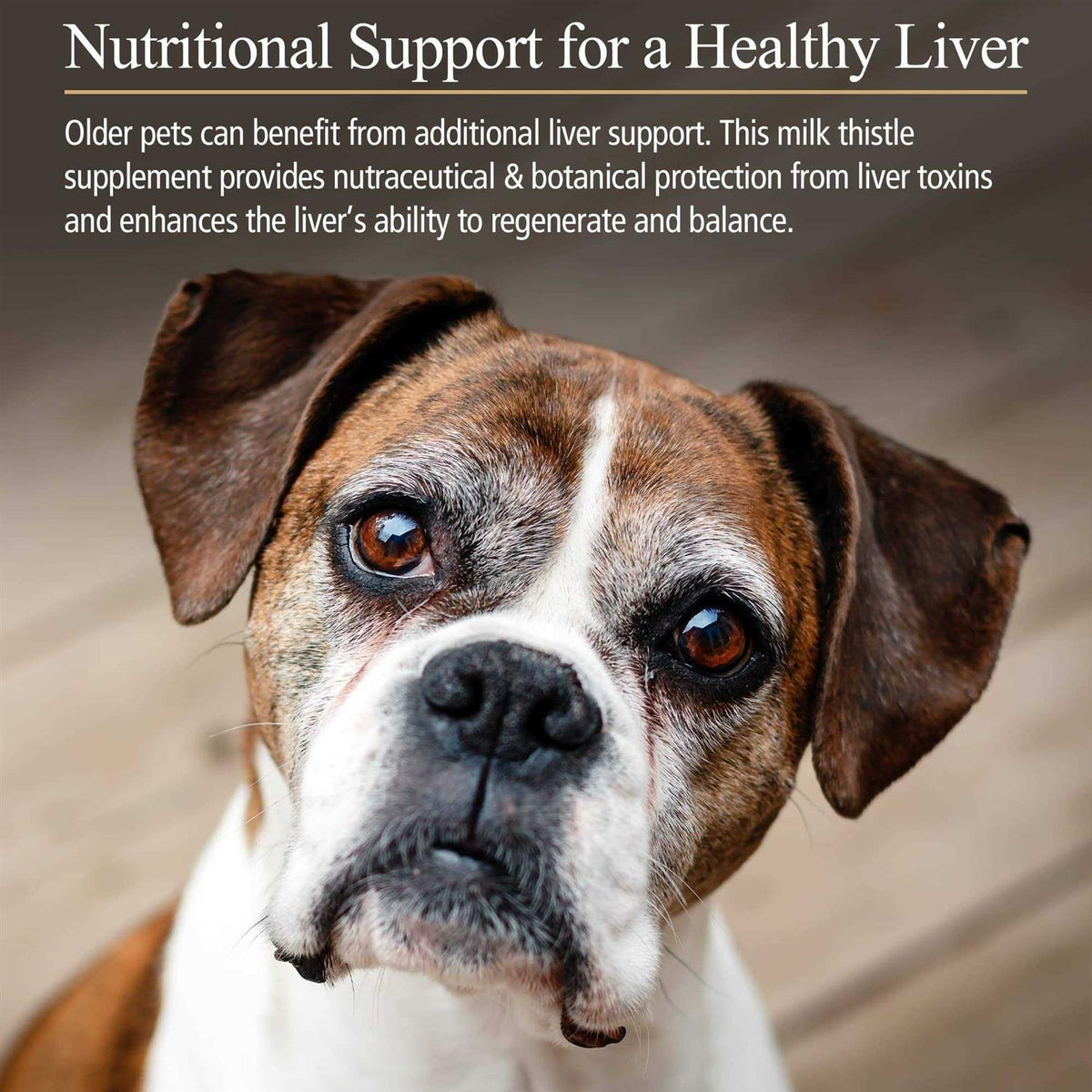 Hepato Support for Pets F53632