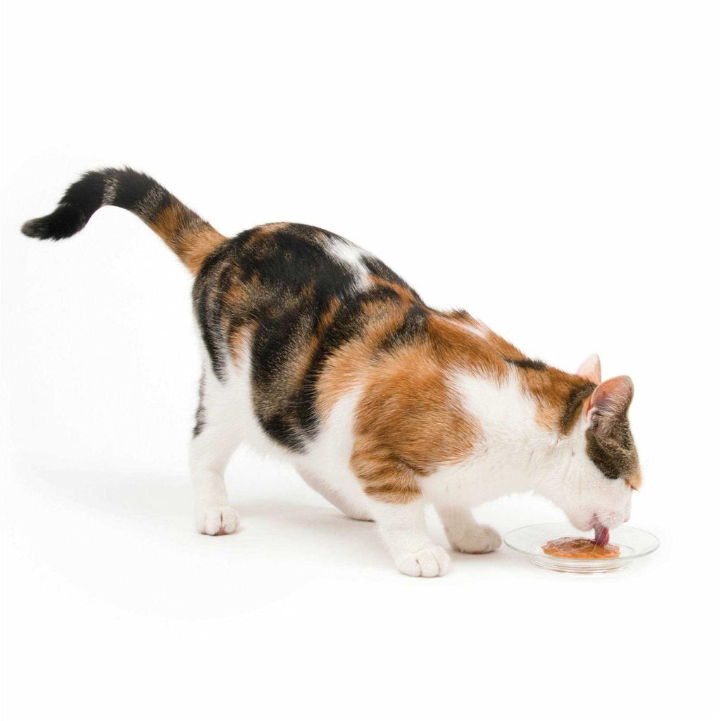 Cat T531415