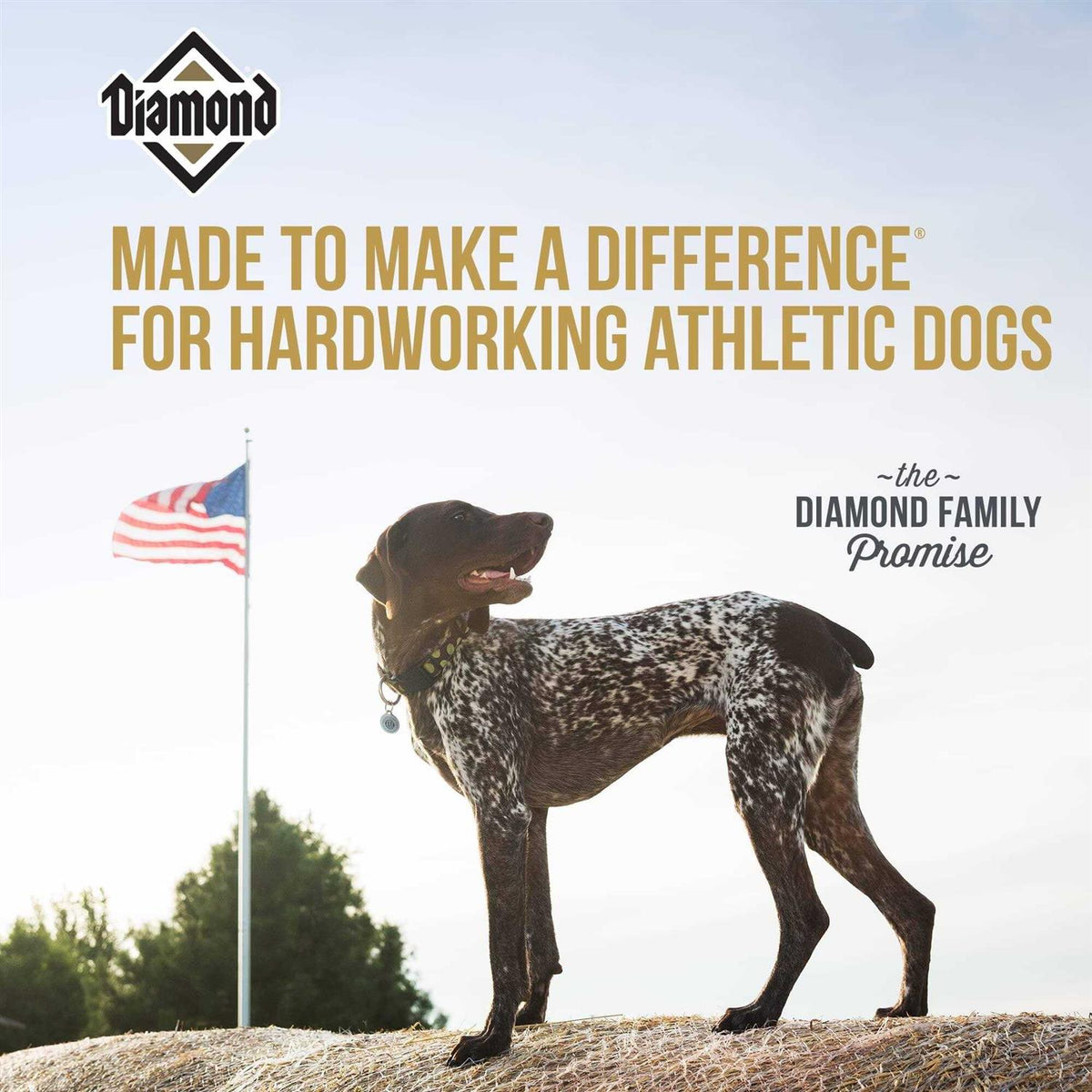 Dry Dog Food T338263