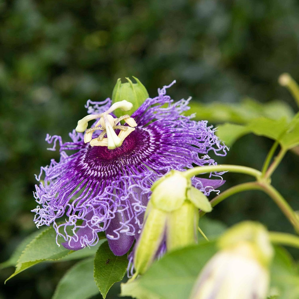 Purple Passion Flower Plant Seeds 10 Seeds H663759