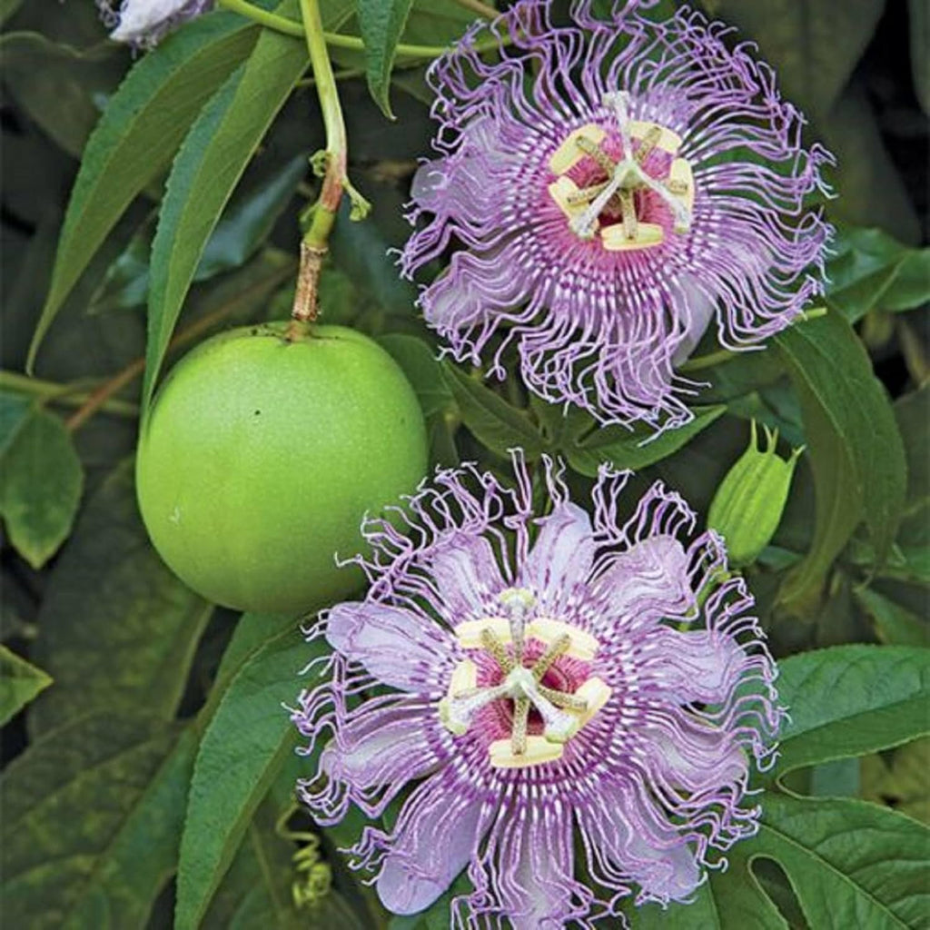 Purple Passion Flower Plant Seeds 10 Seeds H663759
