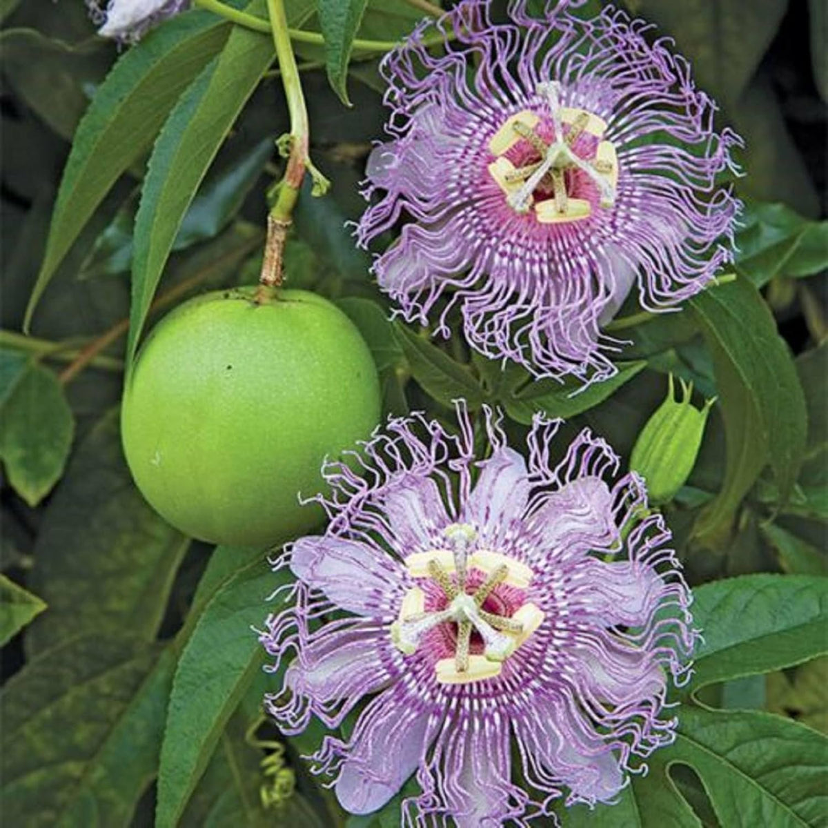 Purple Passion Flower Plant Seeds 10 Seeds H663759