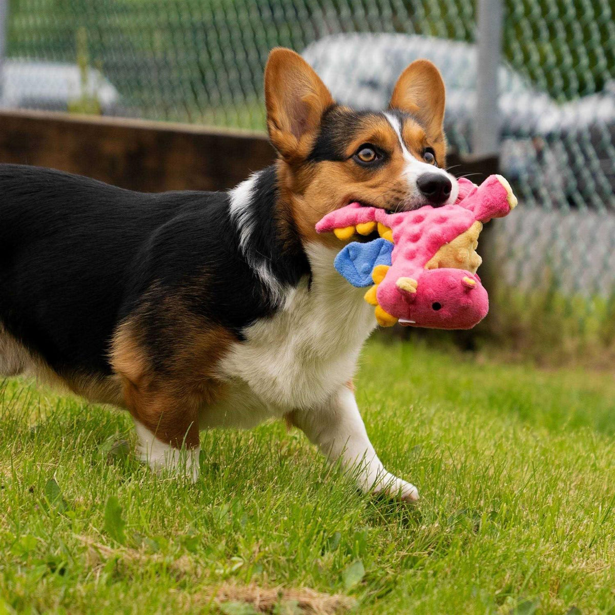 Dog Toy L574139