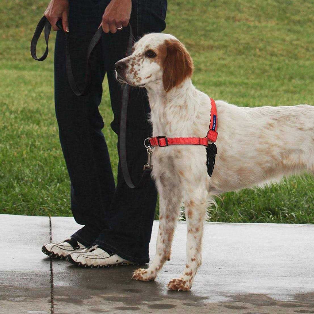 Easy Walk Harness Q44757