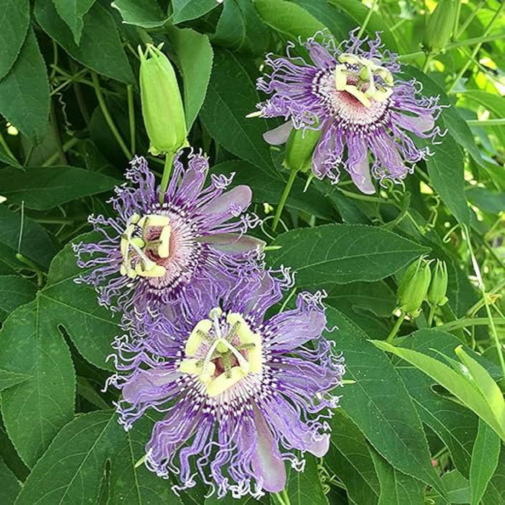 Purple Passion Flower Plant Seeds 10 Seeds H663759