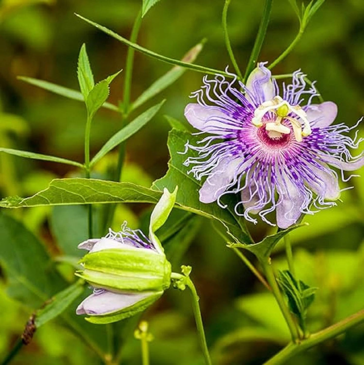 Purple Passion Flower Plant Seeds 10 Seeds H663759