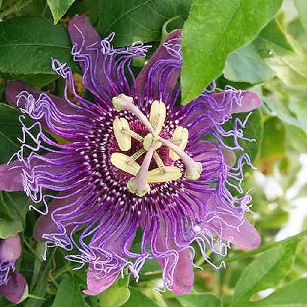 Purple Passion Flower Plant Seeds 10 Seeds H663759