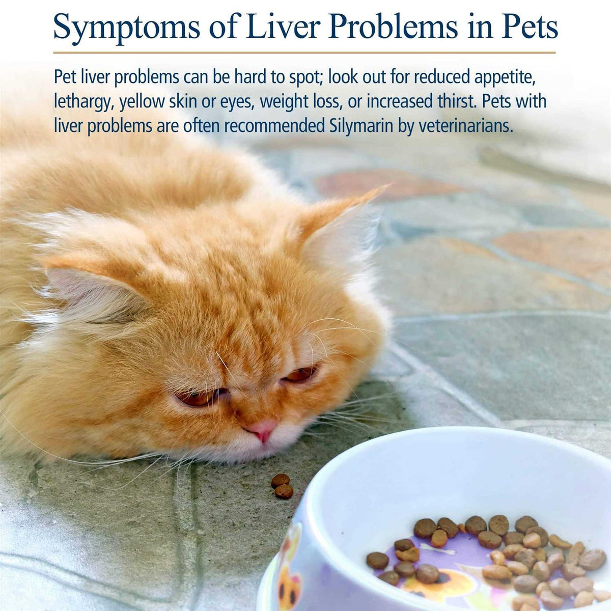 Hepato Support for Pets F53632
