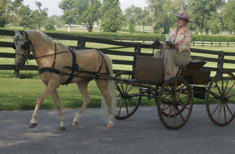 Mini Pony V Carriage Harness J356746
