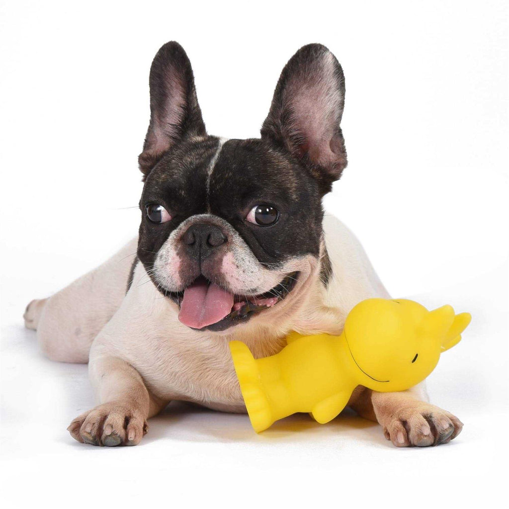Vinyl Squeaker Dog Toy V256