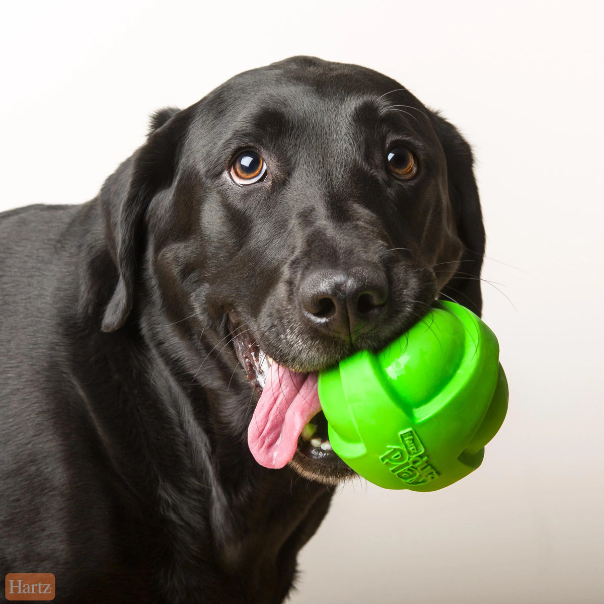 Large Dog Toy Ball L855