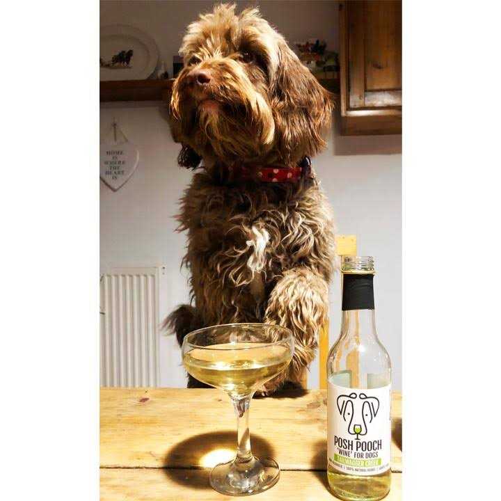 Dog Wine Duo Pack G45962
